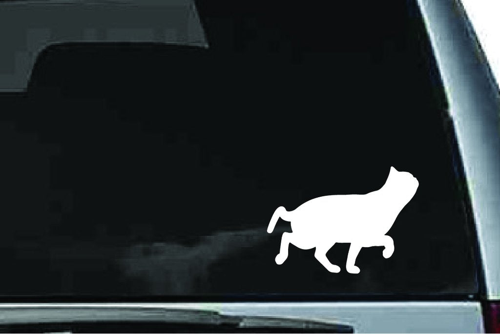Picniva Exotic Shorthair Cat Sty7 Vinyl Car Window Decal, Approx 5 in