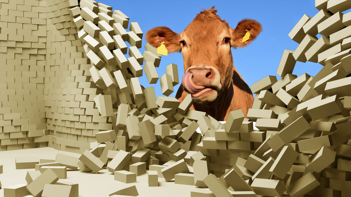 Picniva Cow Brick Breakthrough 3D Wall Mural Decal, 22 x 12.5 in